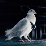 Putin lanza «biodrones»: palomas con chips en el cerebro son controladas a distancia en Rusia