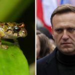 De una rana de Ecuador salió la muerte del líder opositor ruso Alexei Navalni