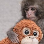 Punch: El macaco que desnudó la fragilidad de la empatía humana en redes