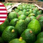 EE.UU. congeló las exportaciones del aguacate mexicano cómo una alerta de seguridad