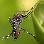 Florida registra el mayor brote de dengue en EE.UU. en décadas